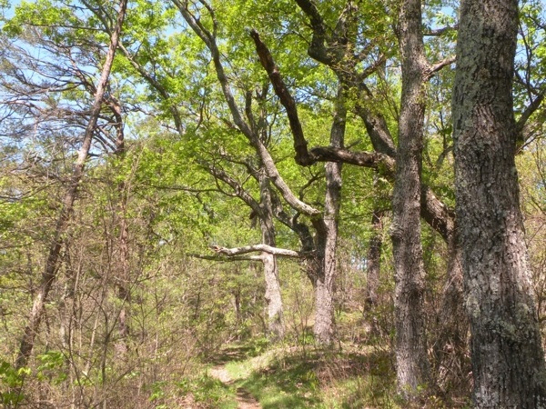 Lakeview Trail